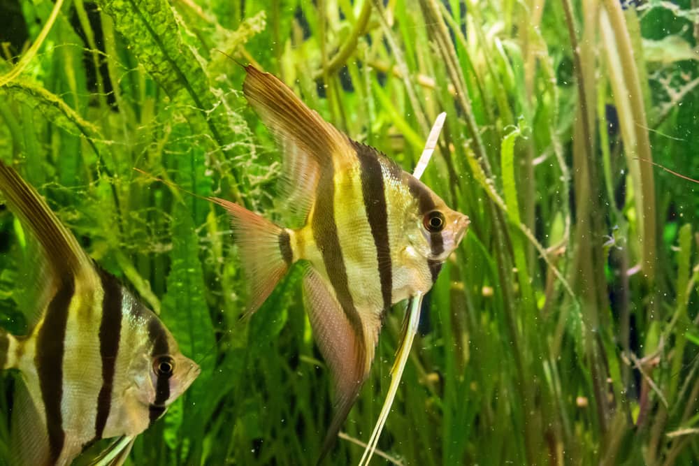 Altum Angelfish