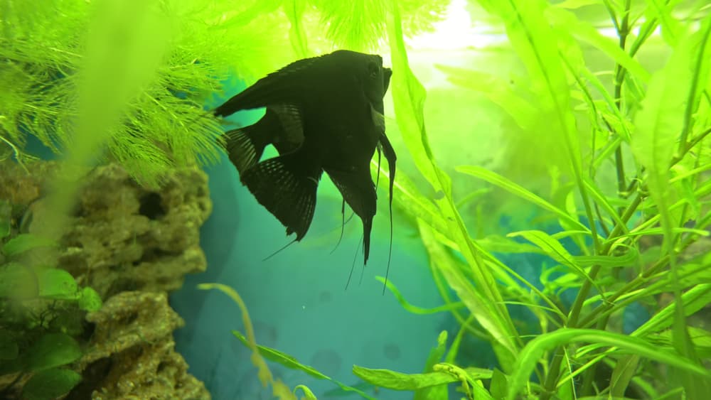 Black Angelfish