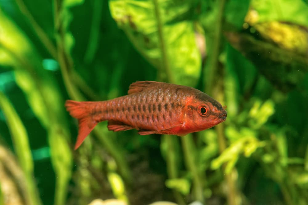Cherry Barb