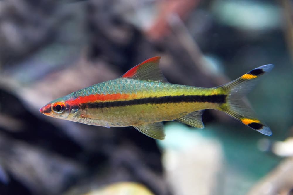 Denison Barb