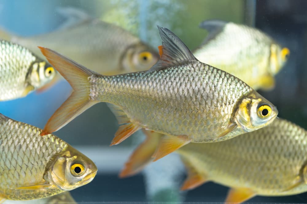 Tinfoil Barb