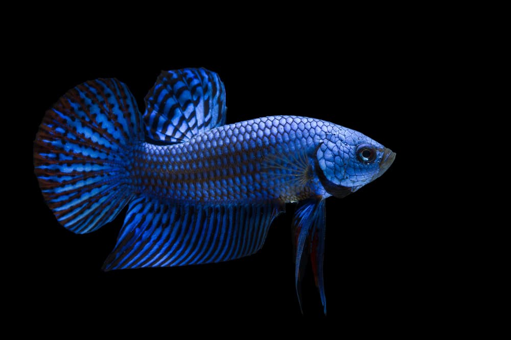 Alien Betta