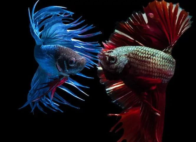 Betta