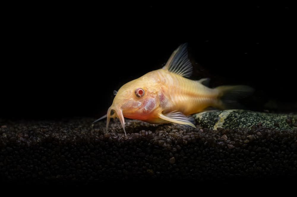 Albino Corydoras