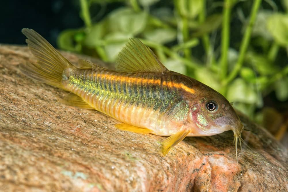 Bronze Corydoras