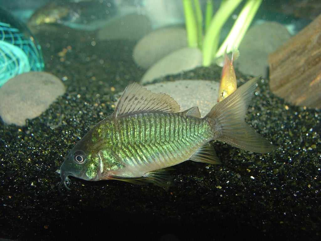 Emerald Corydoras