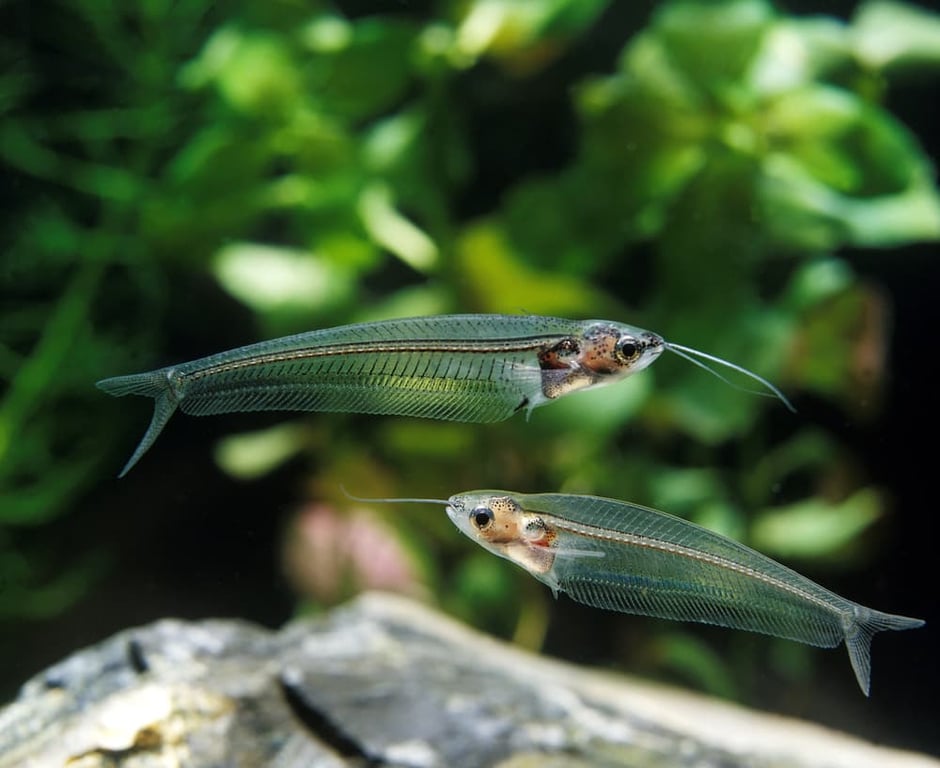 Glass Catfish