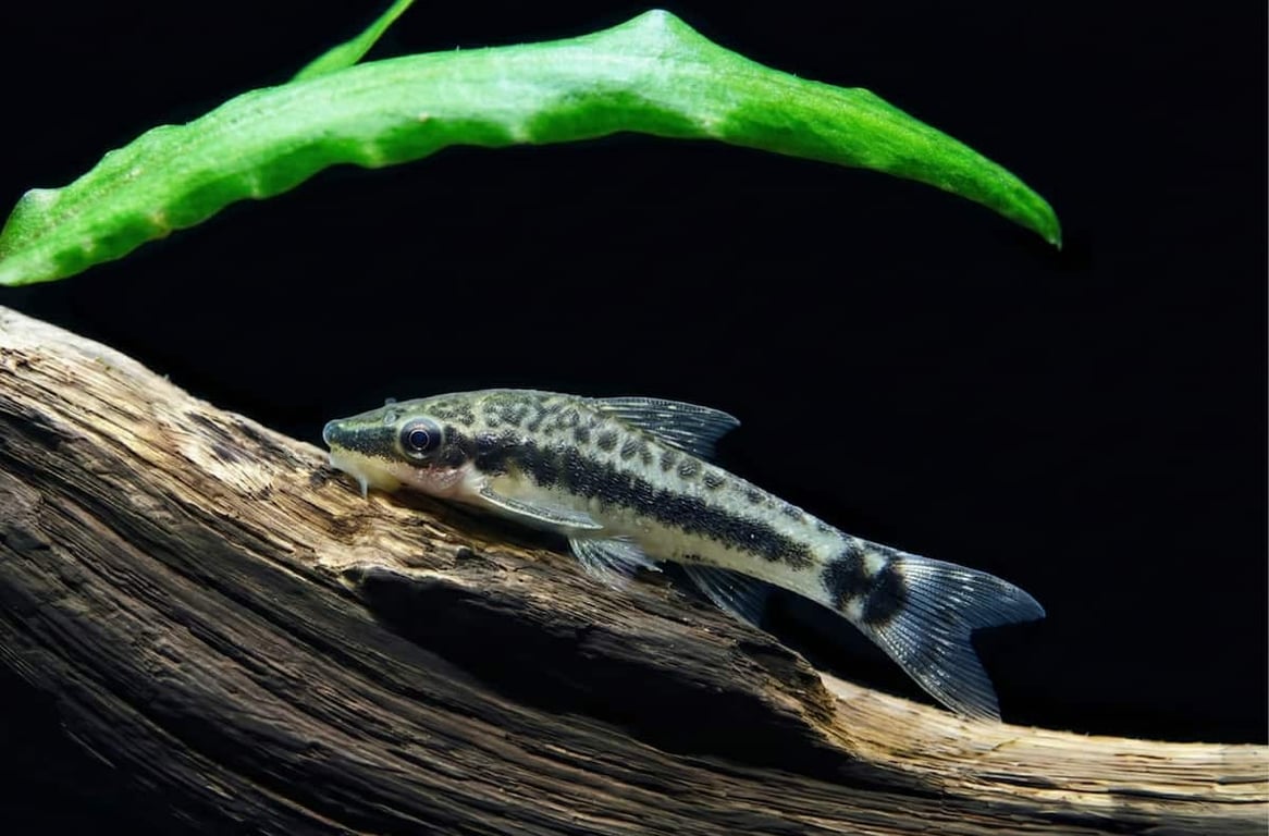 Otocinclus