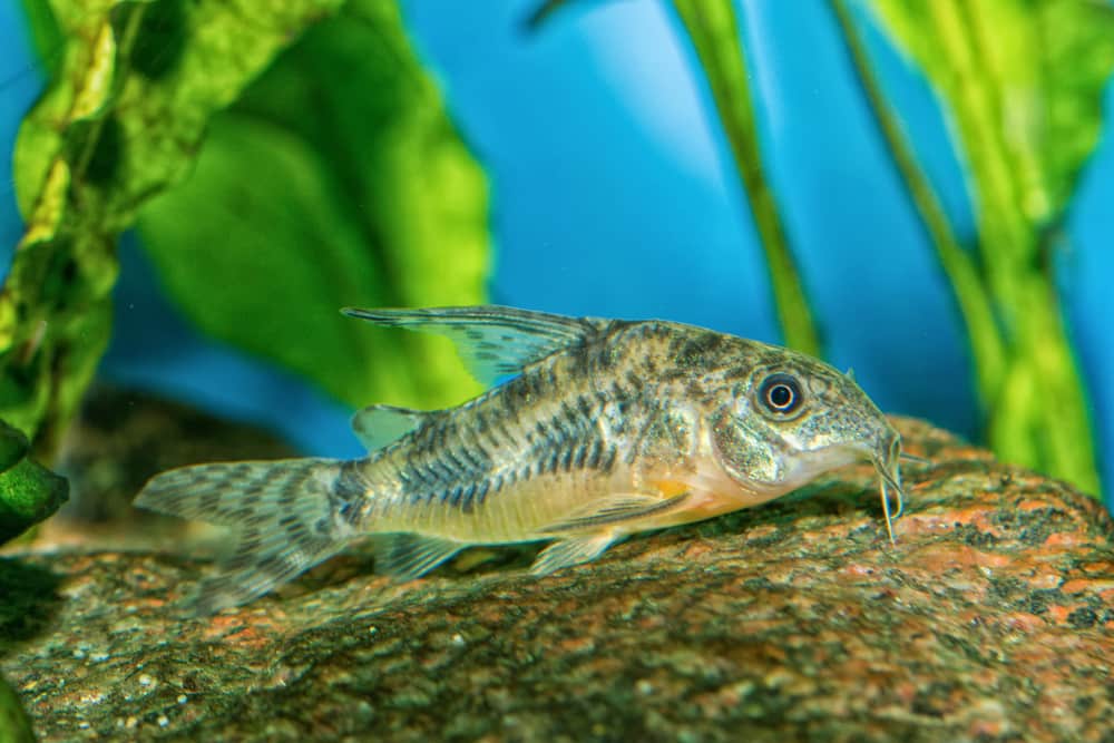 Peppered Corydoras