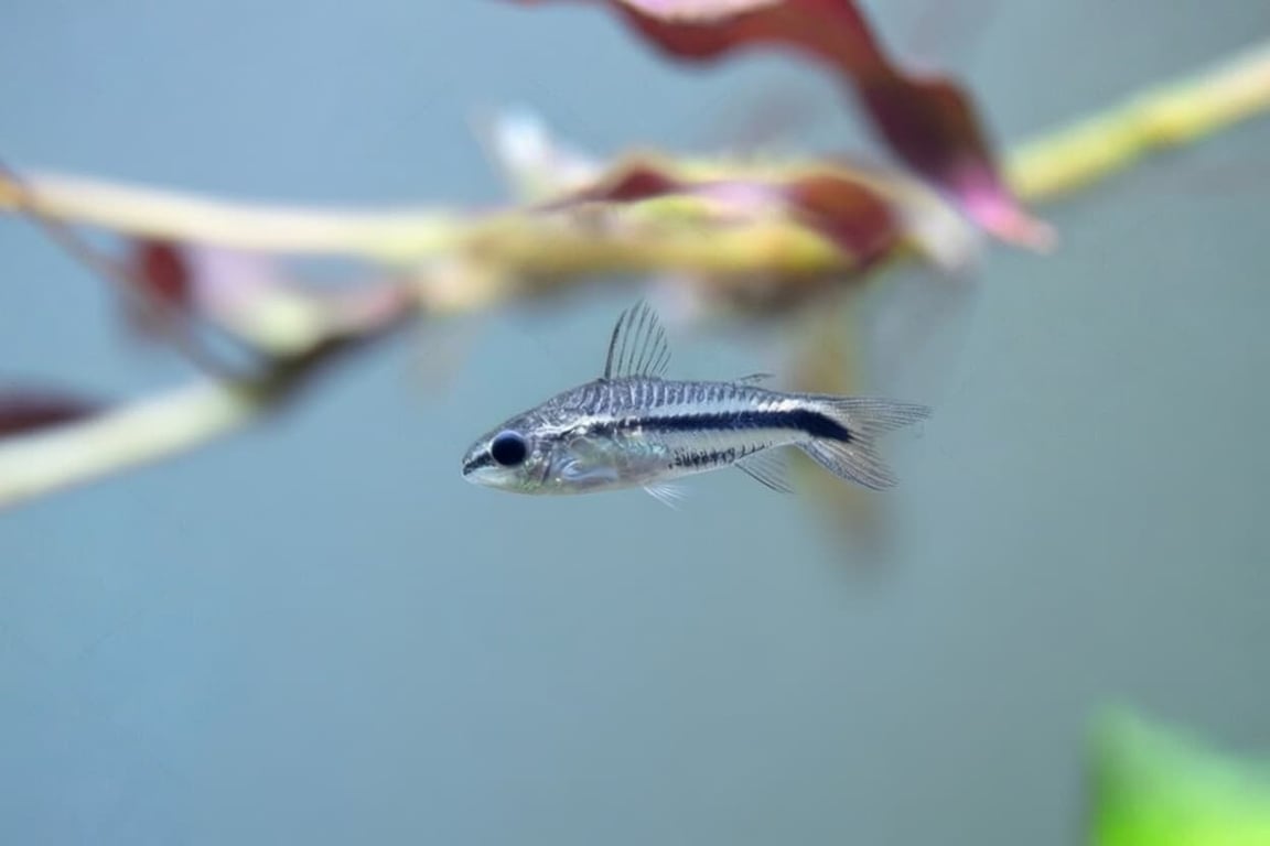 Pygmy Corydoras