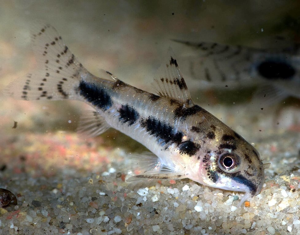 Salt and Pepper Cory