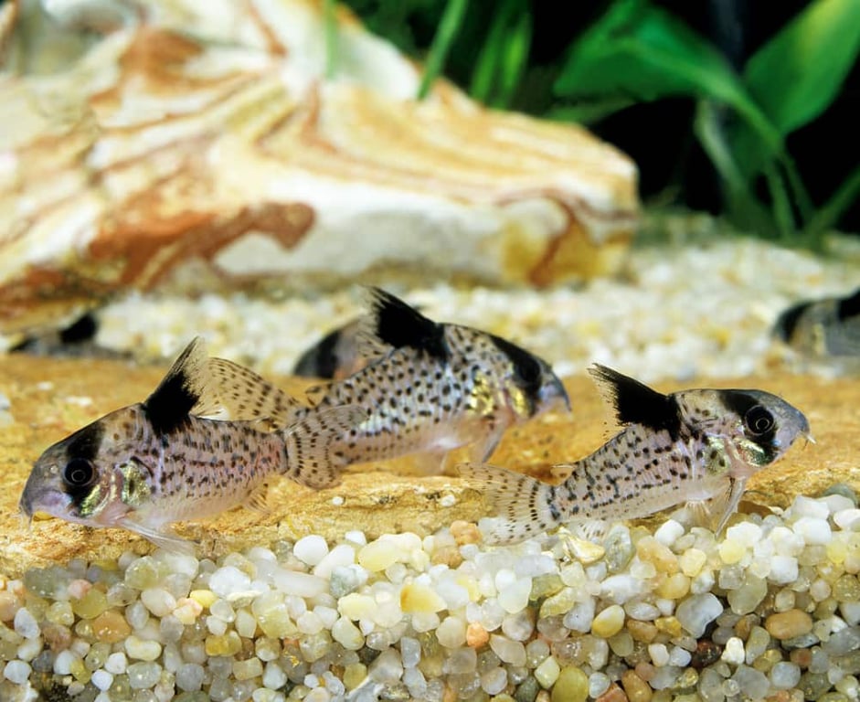 Schwartzi Corydoras