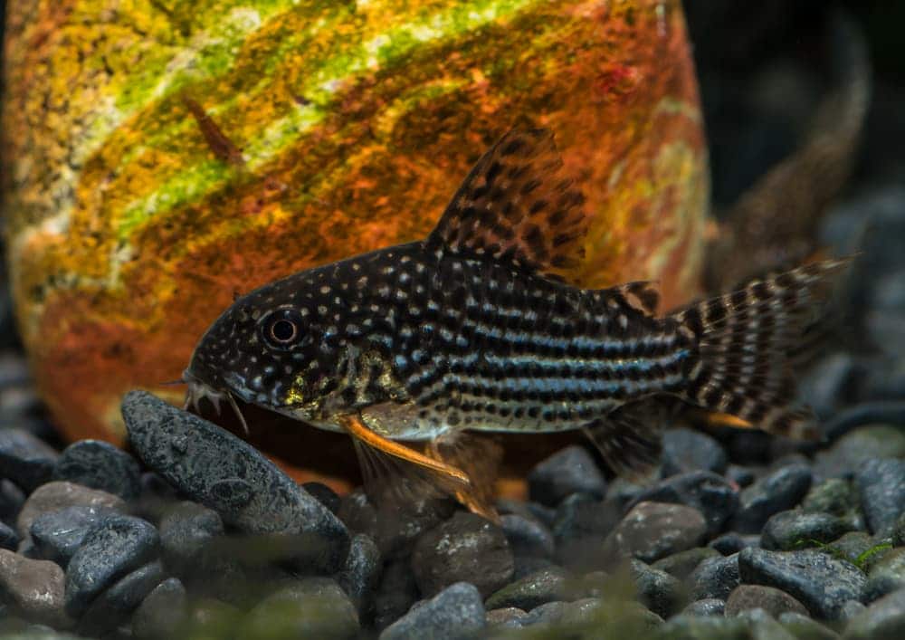 Sterbai Corydoras