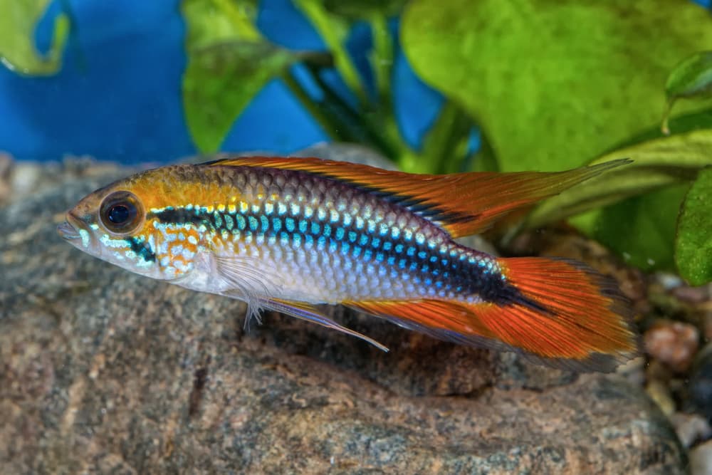 Apistogramma Agassizii
