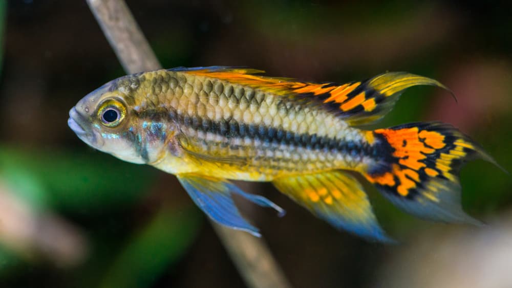 Apistogramma Cacatuoides