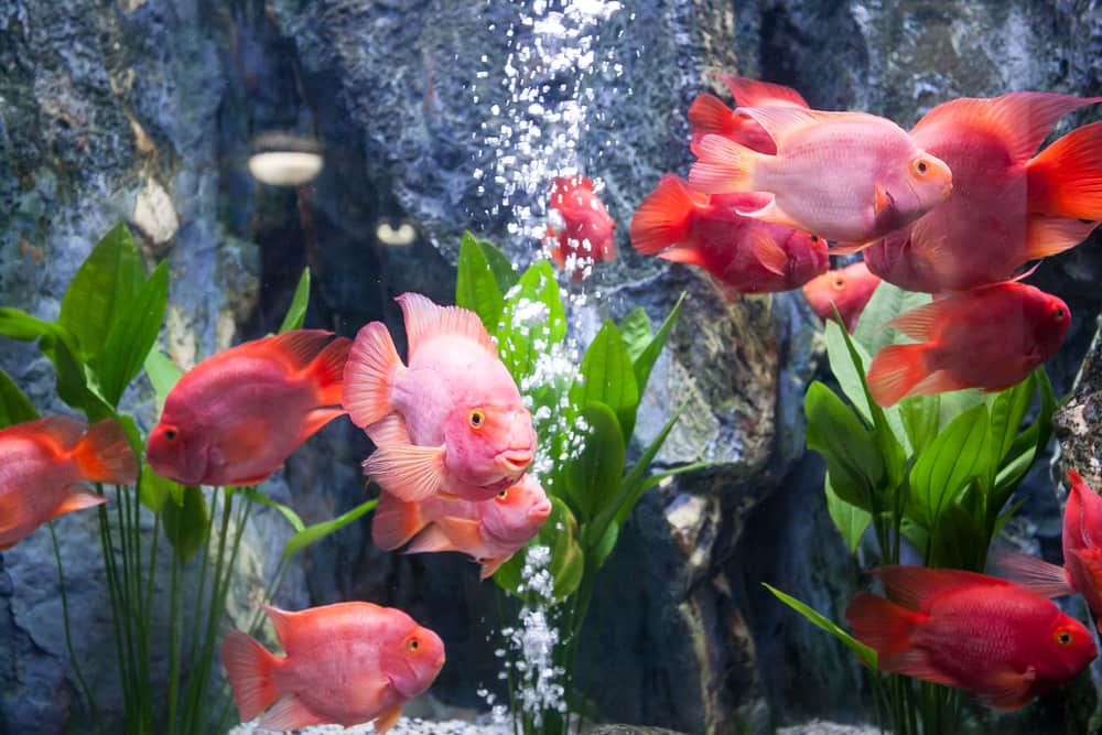 Blood Parrot Cichlid