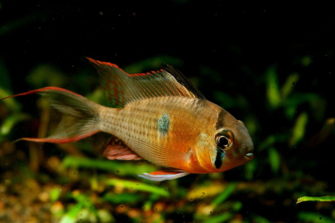 Bolivian Ram