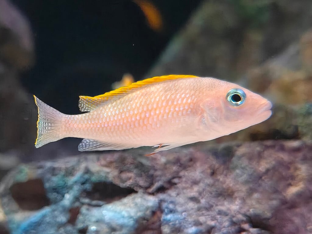 Caudopunctatus Cichlid