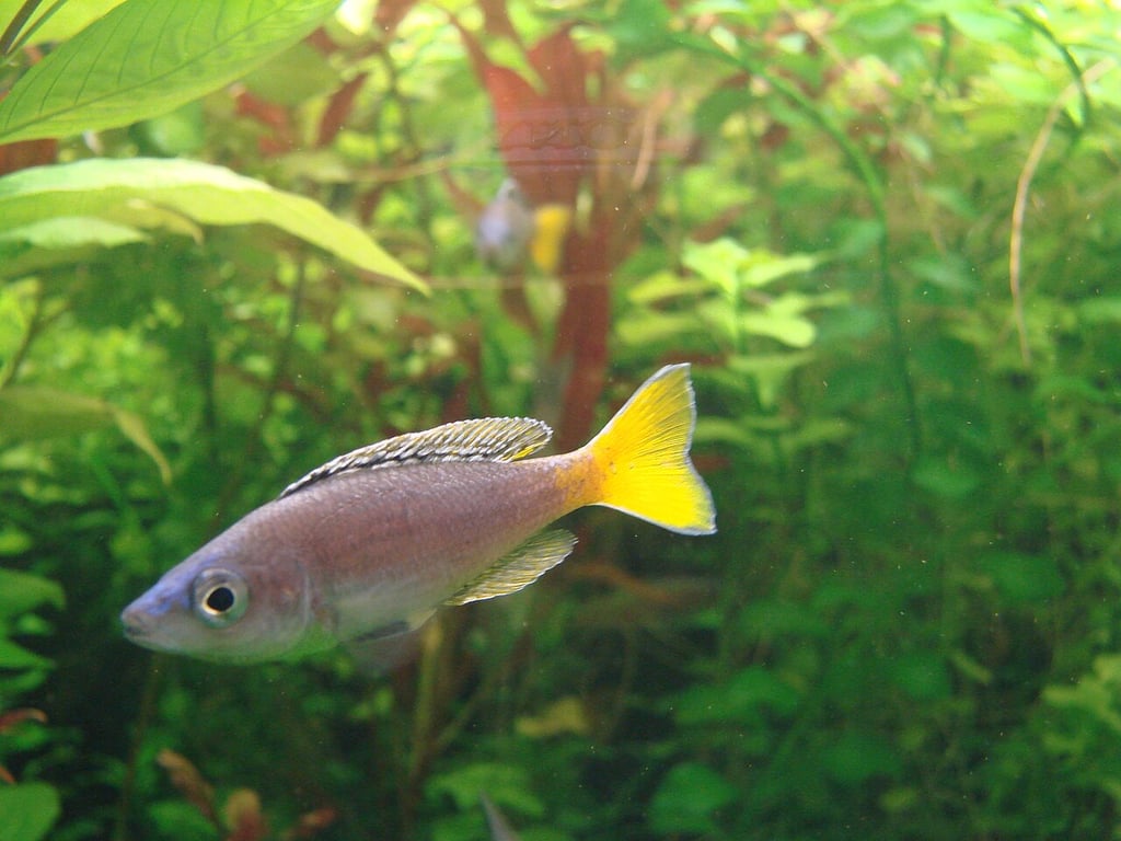 Cyprichromis Leptosoma