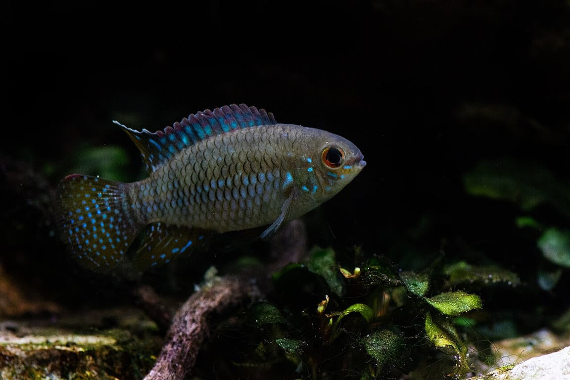 Flag Cichlid