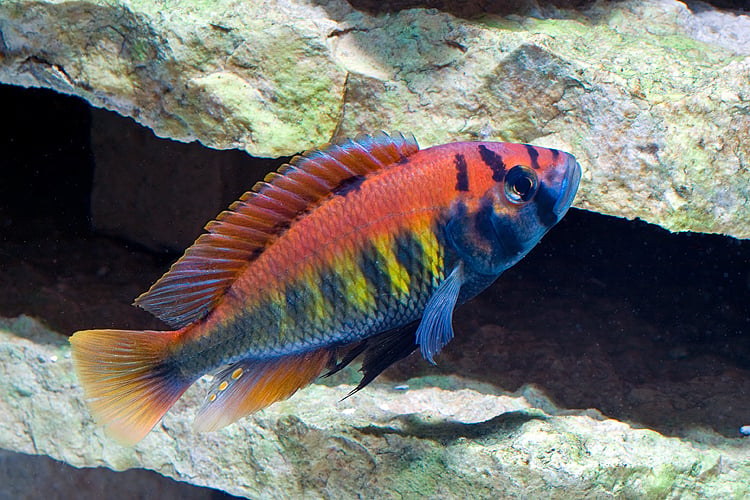 Flameback Cichlid