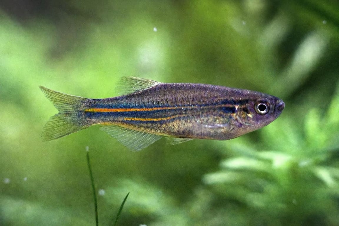 Blue Danio