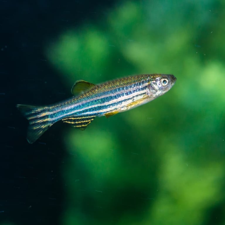 Zebra Danio