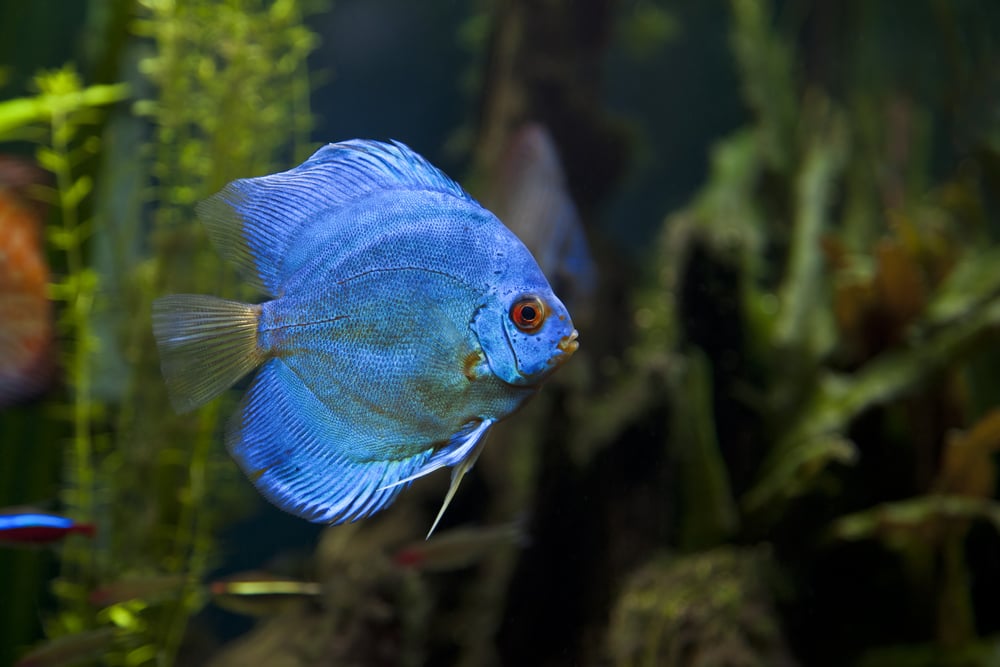Blue Diamond Discus