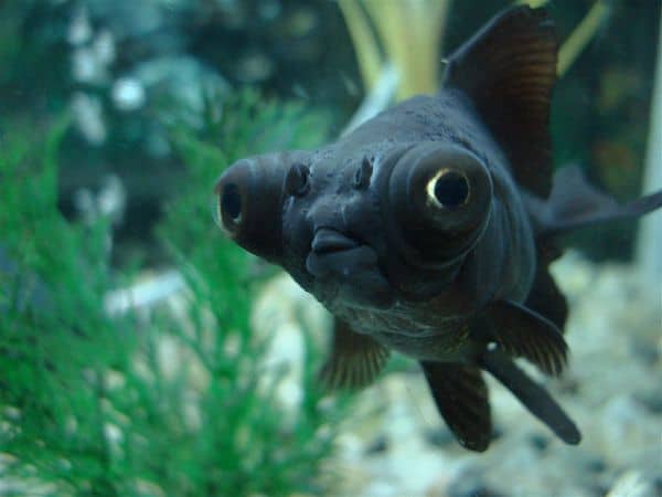 Black Moor Goldfish
