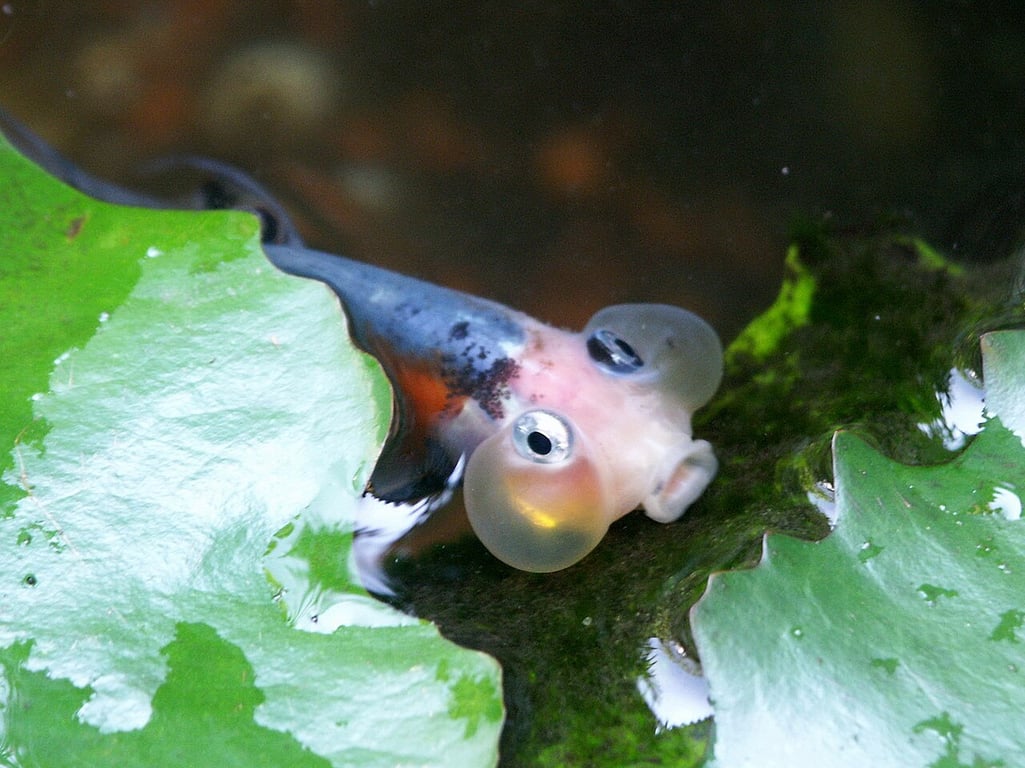 Bubble Eye Goldfish