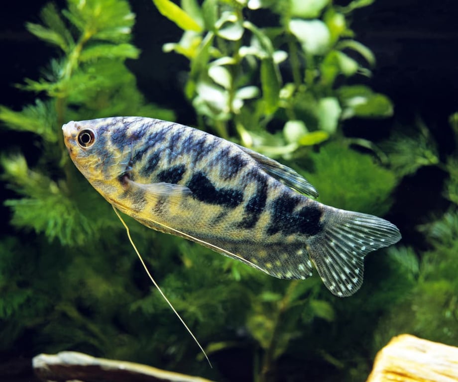 Blue Gourami