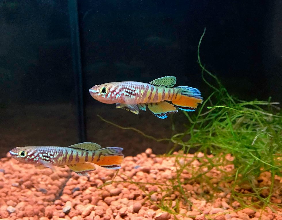 Blue Gularis
