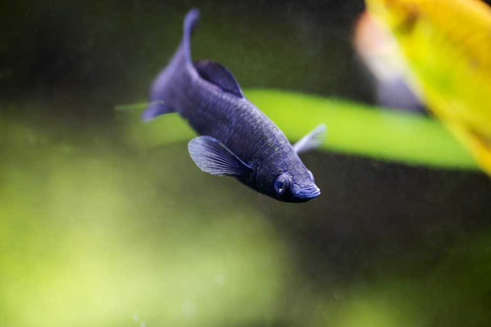 Black Molly