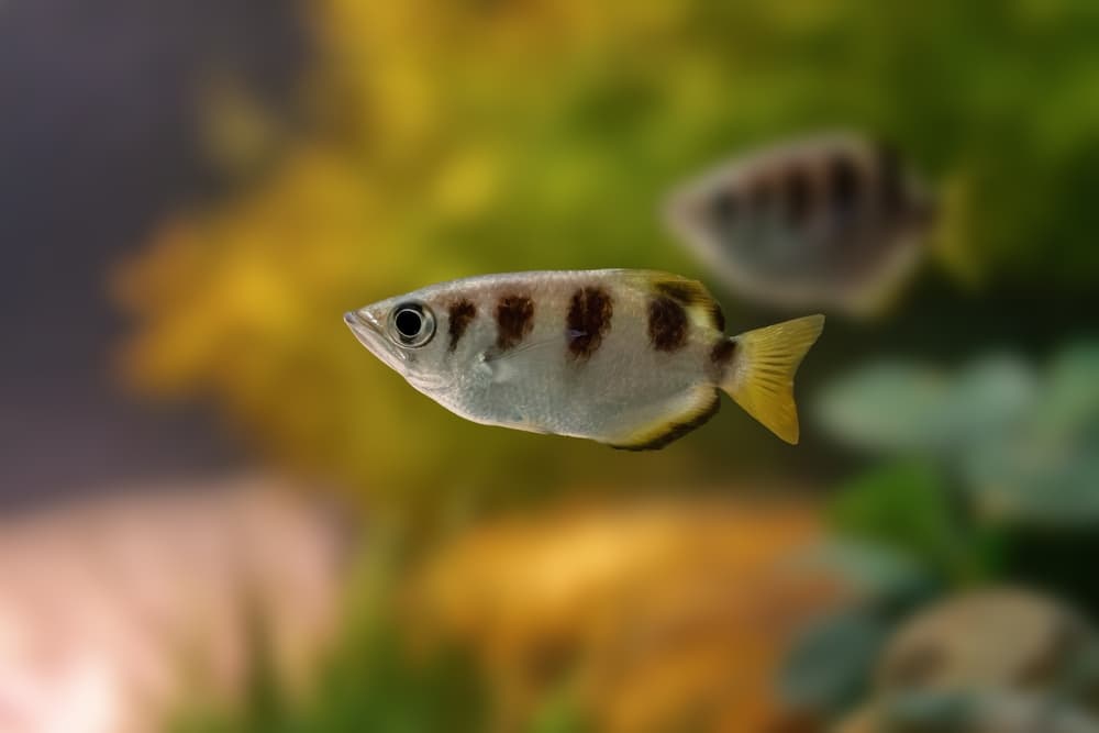 Archer Fish