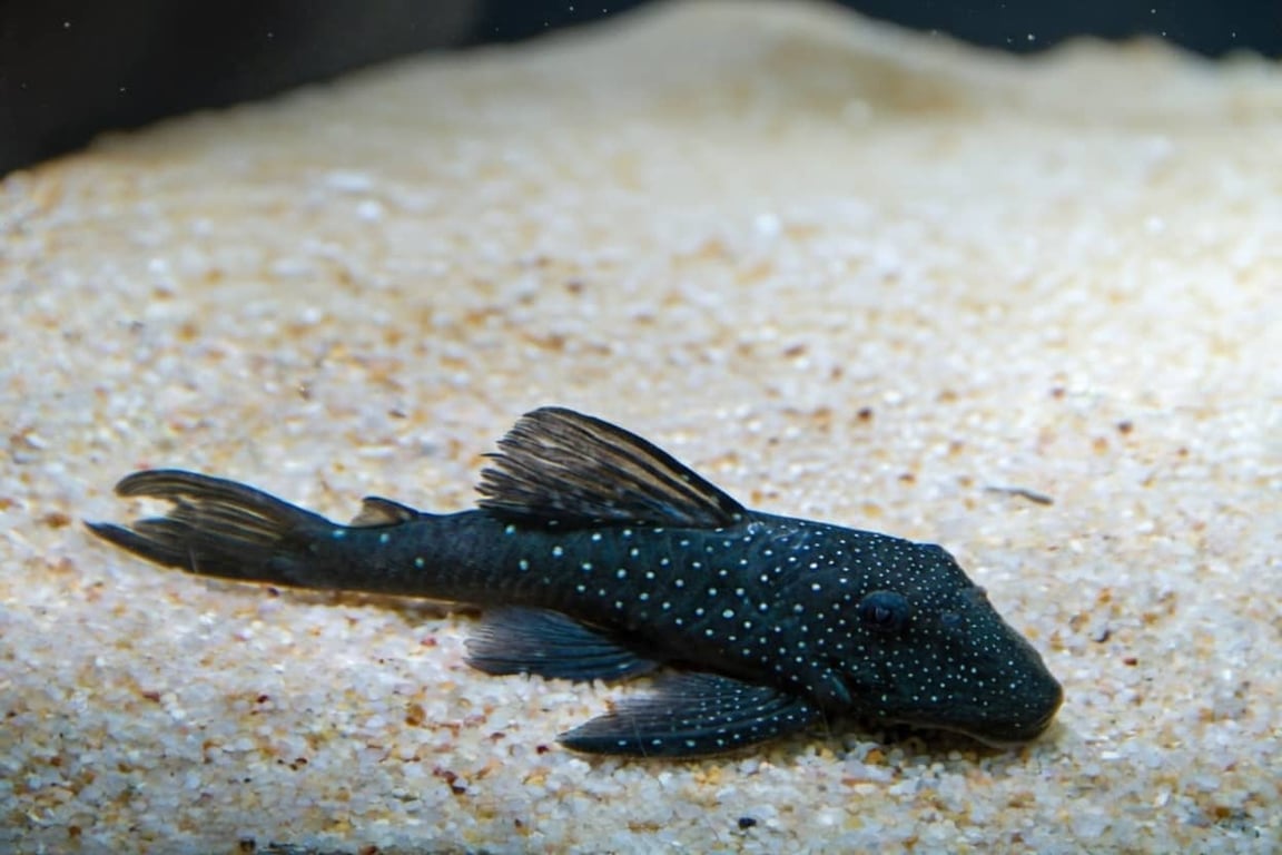 Blue Phantom Pleco