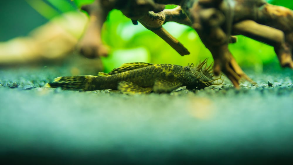 Bristlenose Pleco