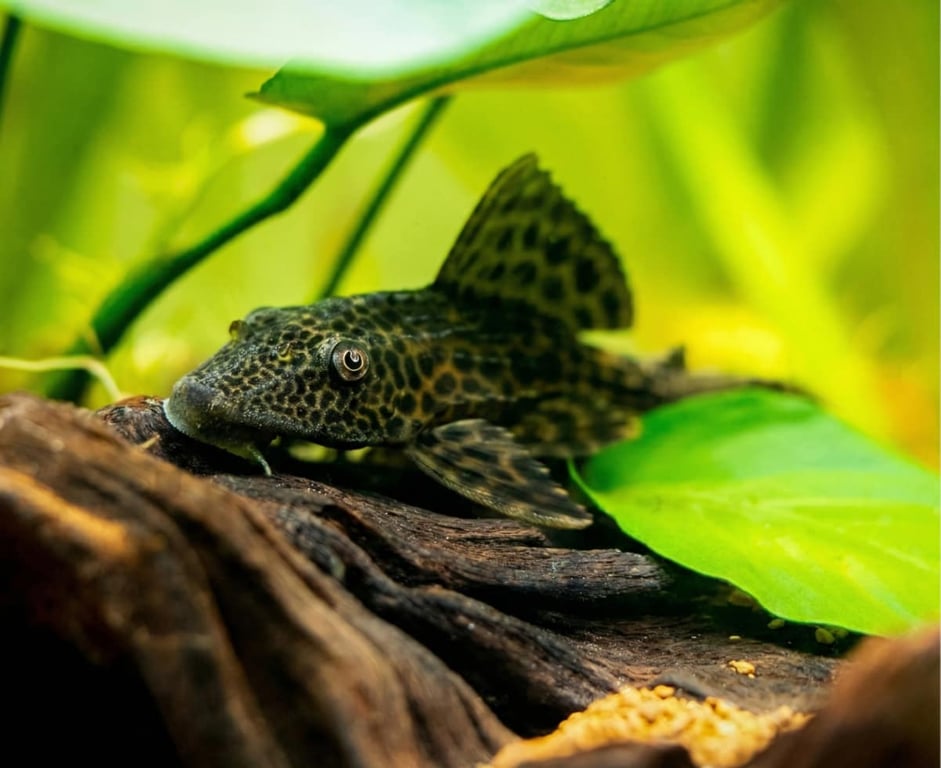Common Pleco
