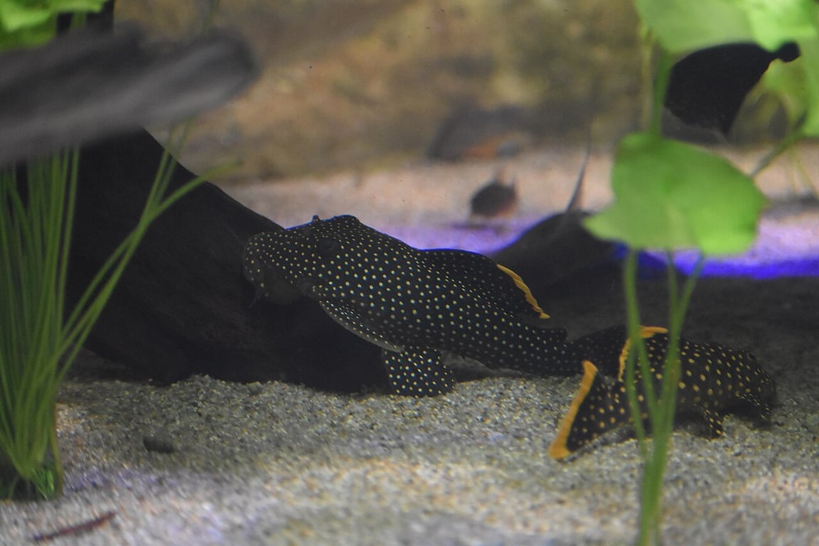 Gold Nugget Pleco