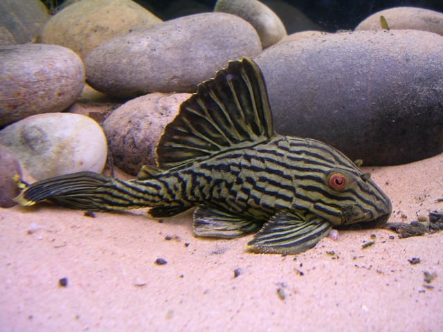Royal Pleco