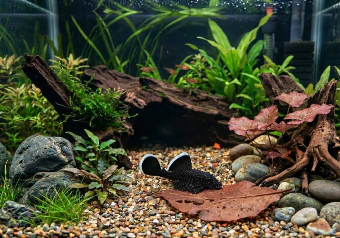 Starlight Bristlenose