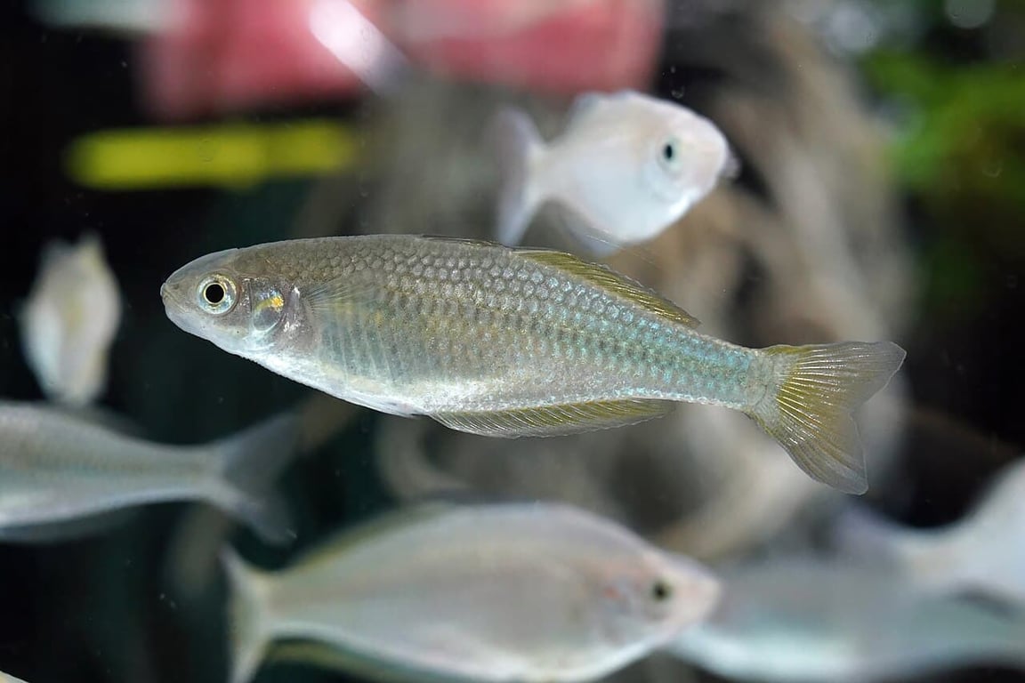 Australian Rainbowfish