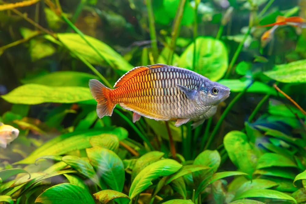 Boesemani Rainbowfish