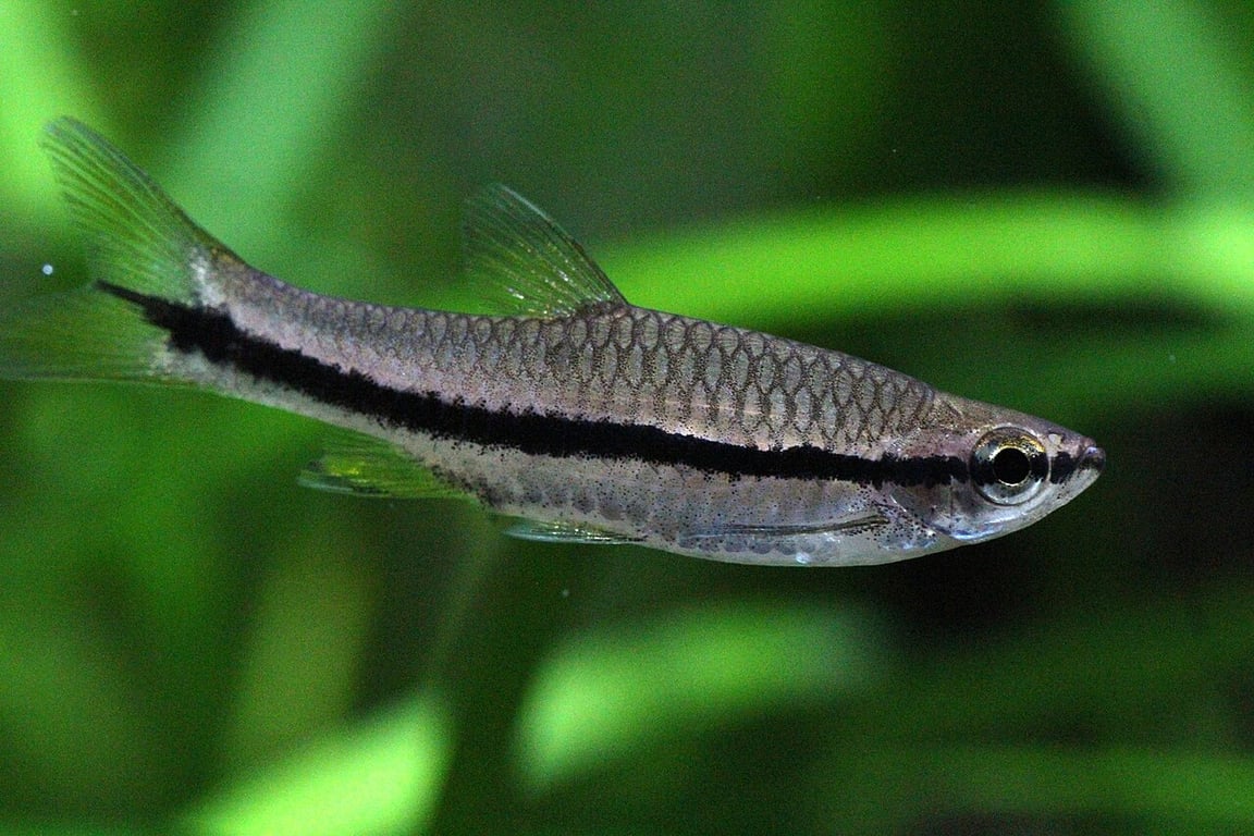 Brilliant Rasbora