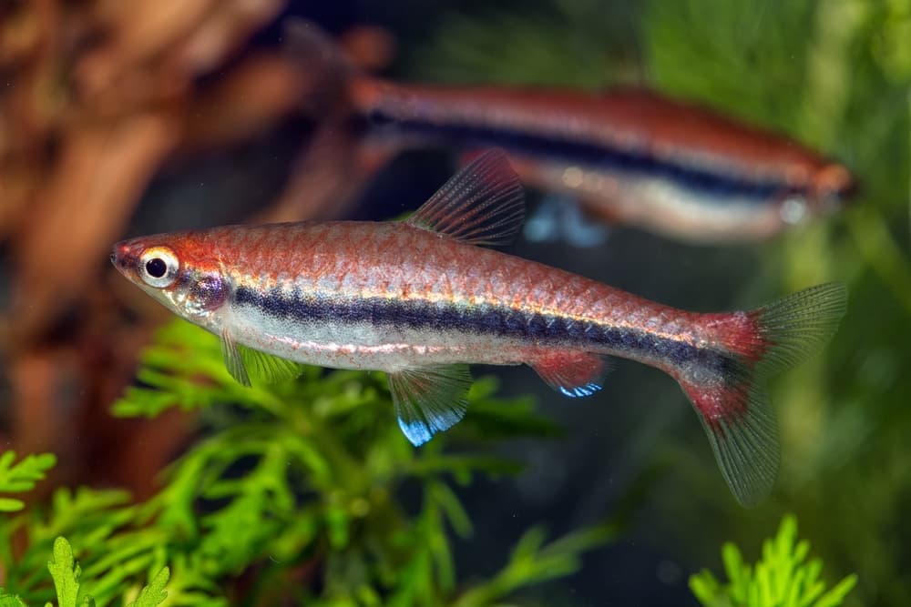 Beckford's Pencilfish