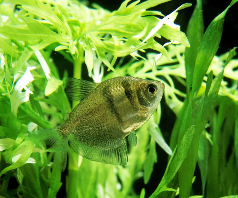 Black Skirt Tetra