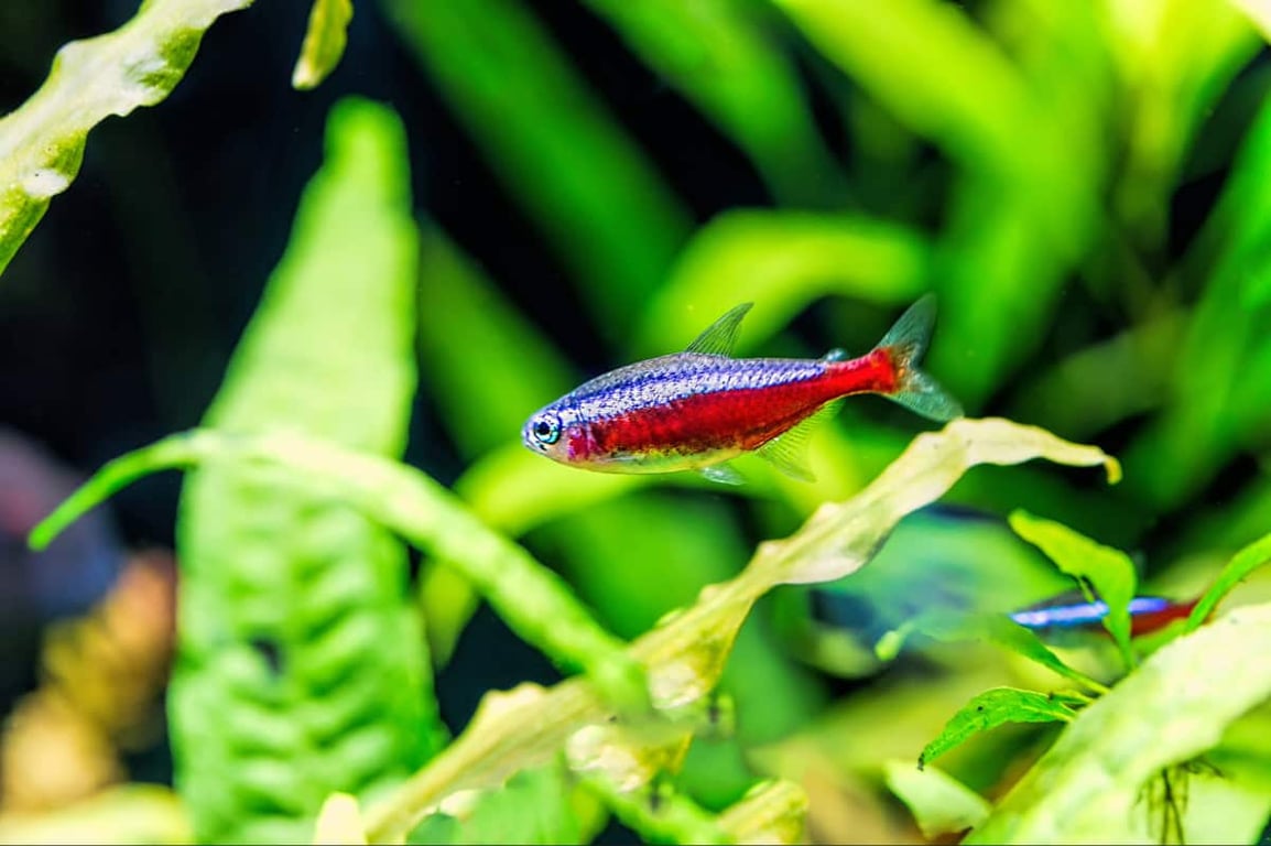Cardinal Tetra