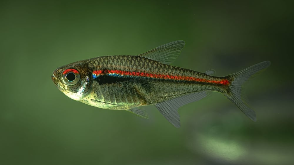 Glowlight Tetra