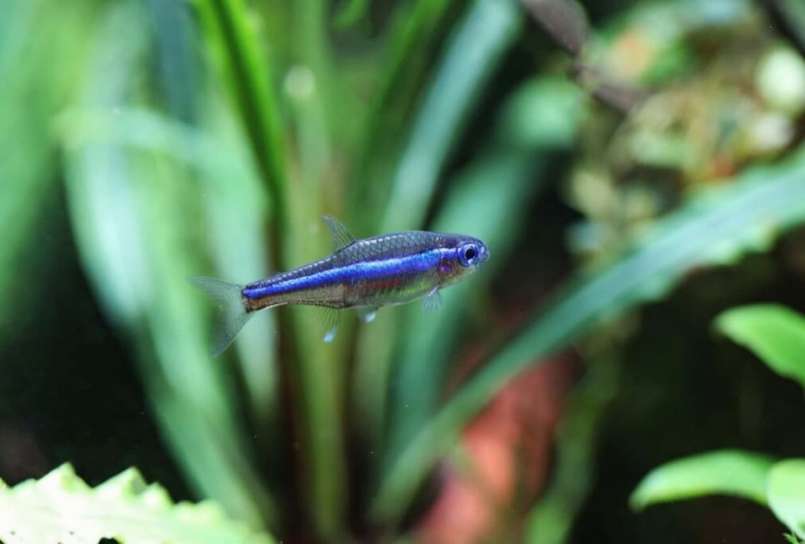 Green Neon Tetra