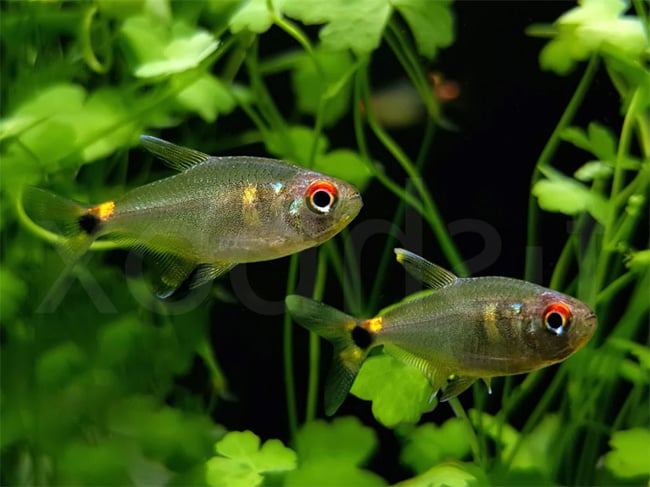Head and Tail Light Tetra