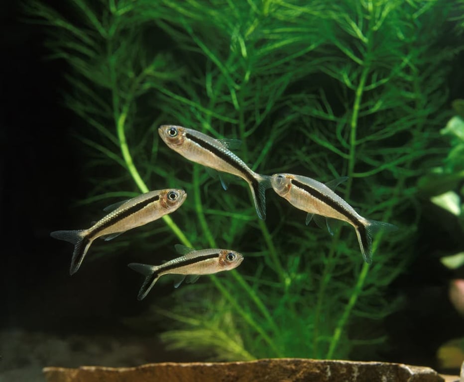 Penguin Tetra